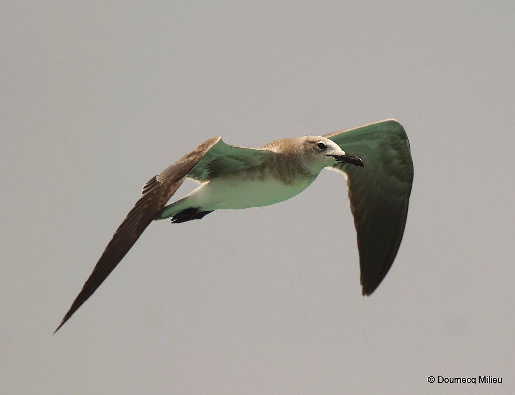 Laughing Gull - Ricardo  Doumecq Milieu