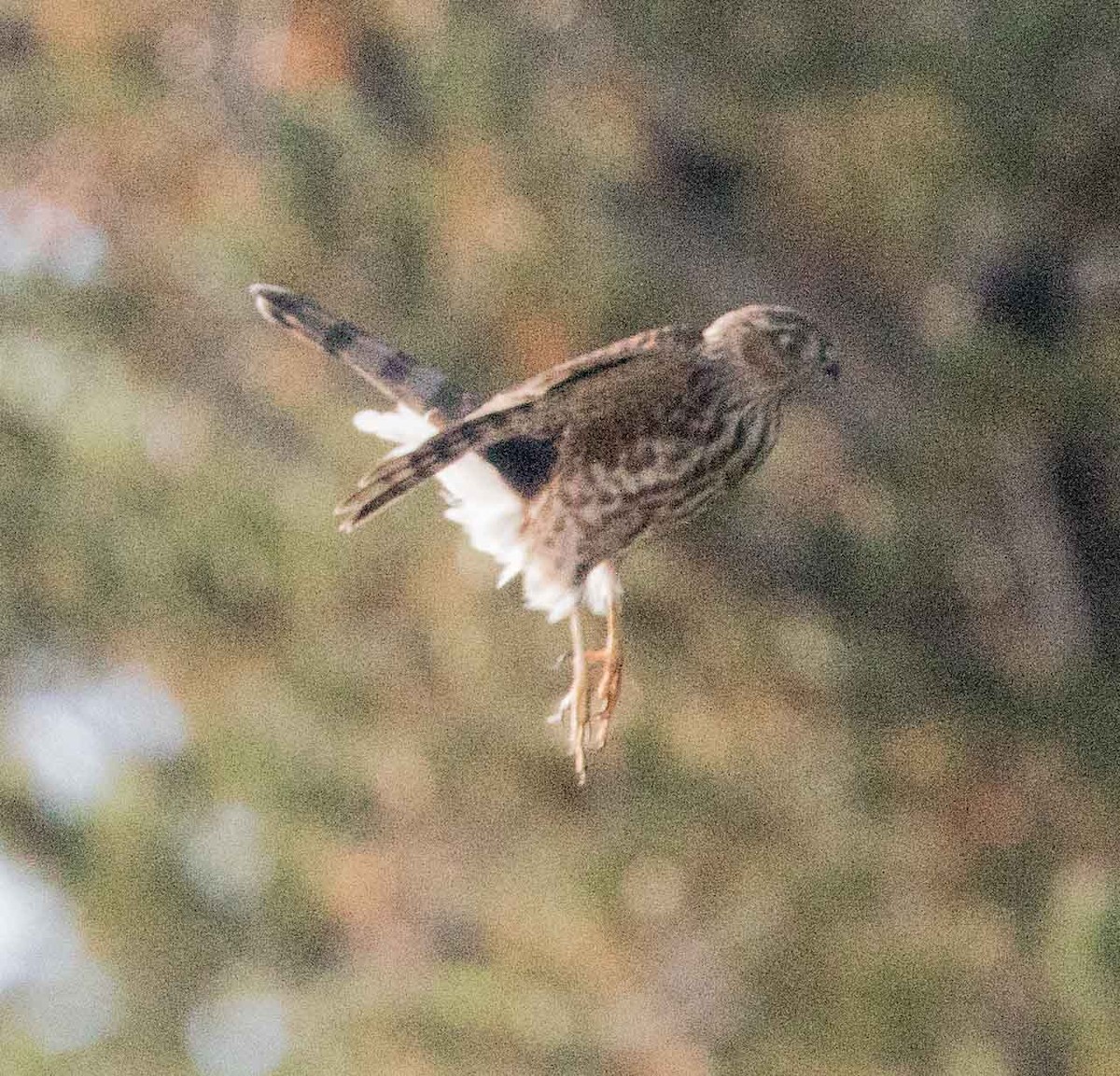 Sharp-shinned Hawk - ML69278871