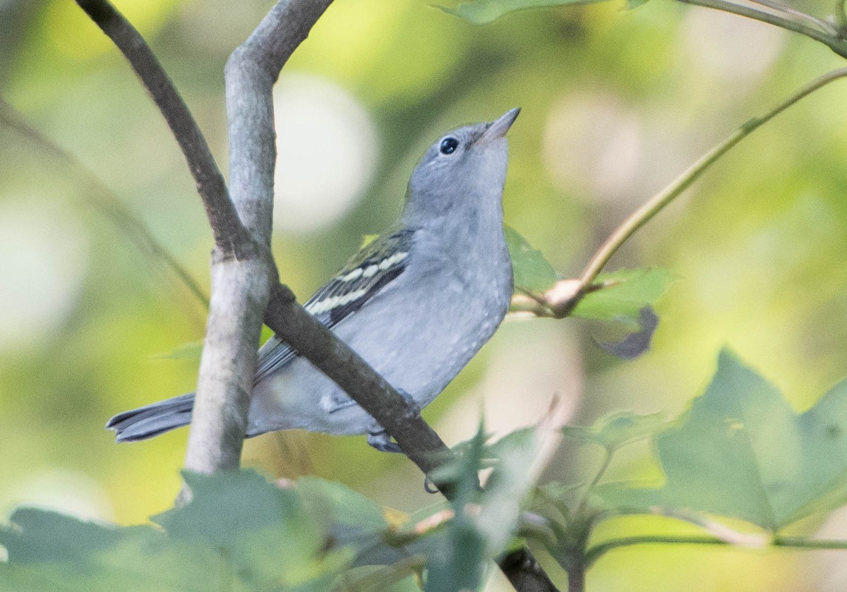 Chestnut-sided Warbler - ML69279421