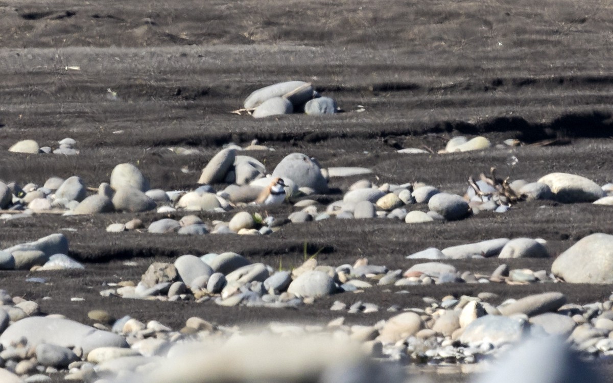 Collared Plover - ML69280871