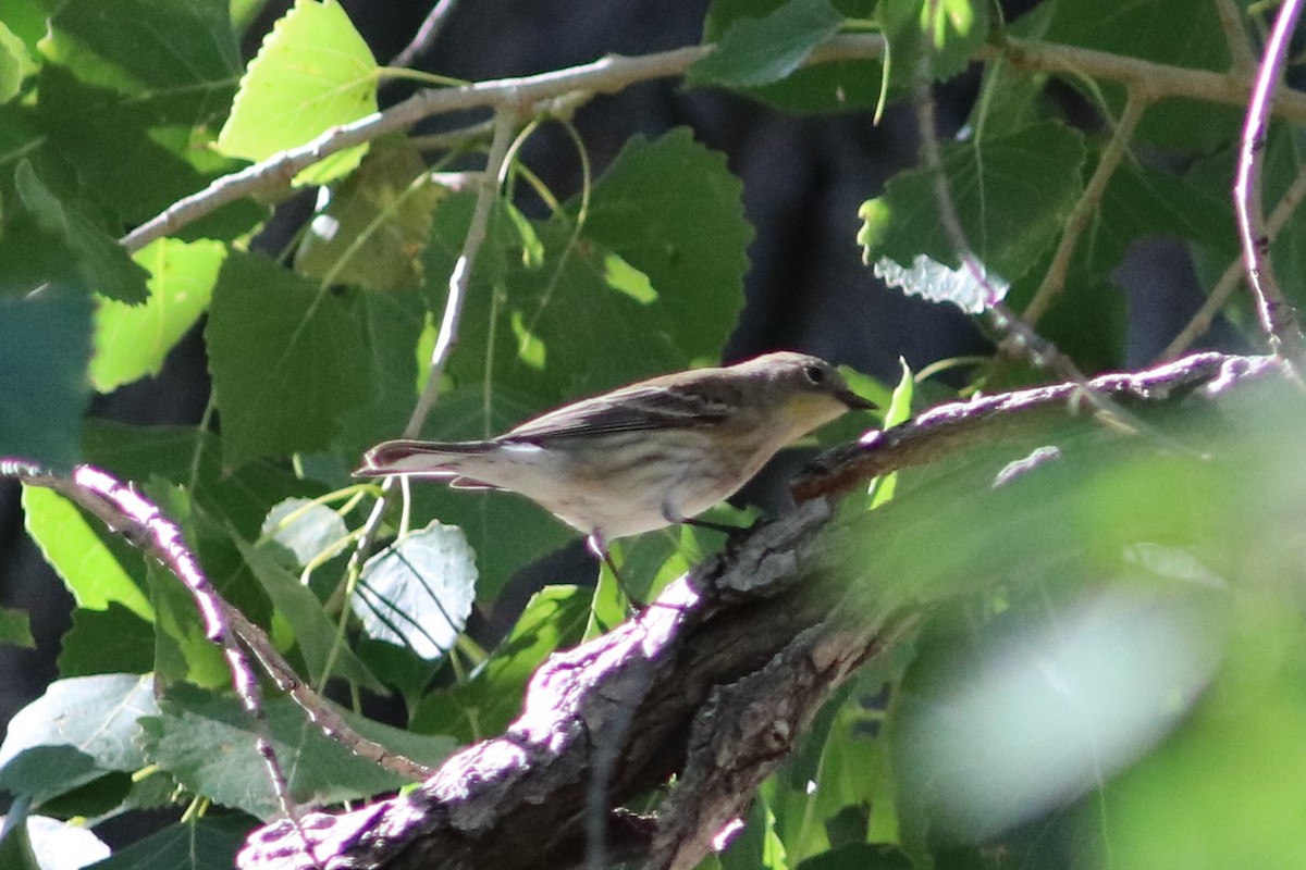 Yellow-rumped Warbler - ML69281701