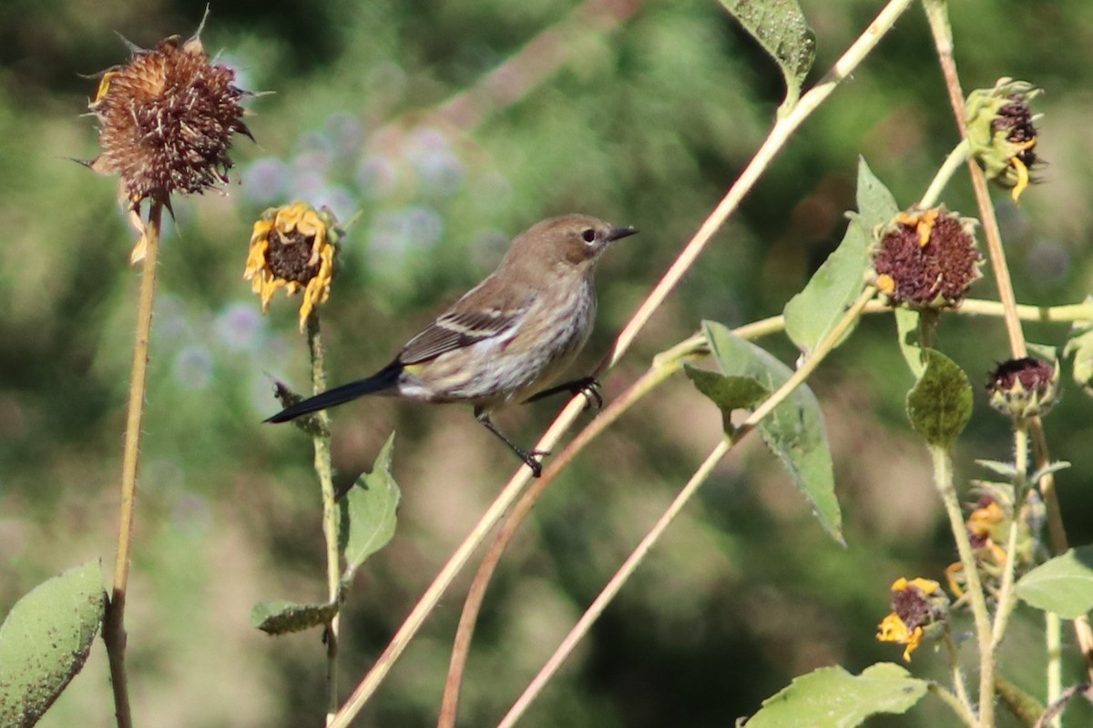 Yellow-rumped Warbler - ML69281721