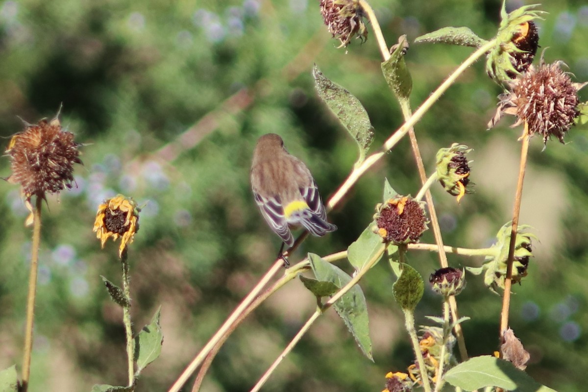 Yellow-rumped Warbler - ML69281741