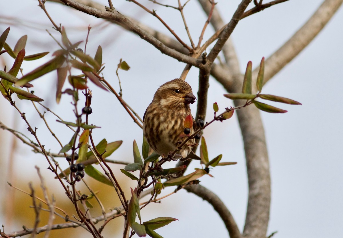 Purple Finch - ML69282651