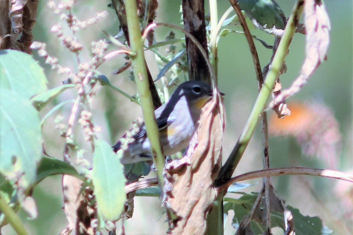 Yellow-rumped Warbler - ML69282831