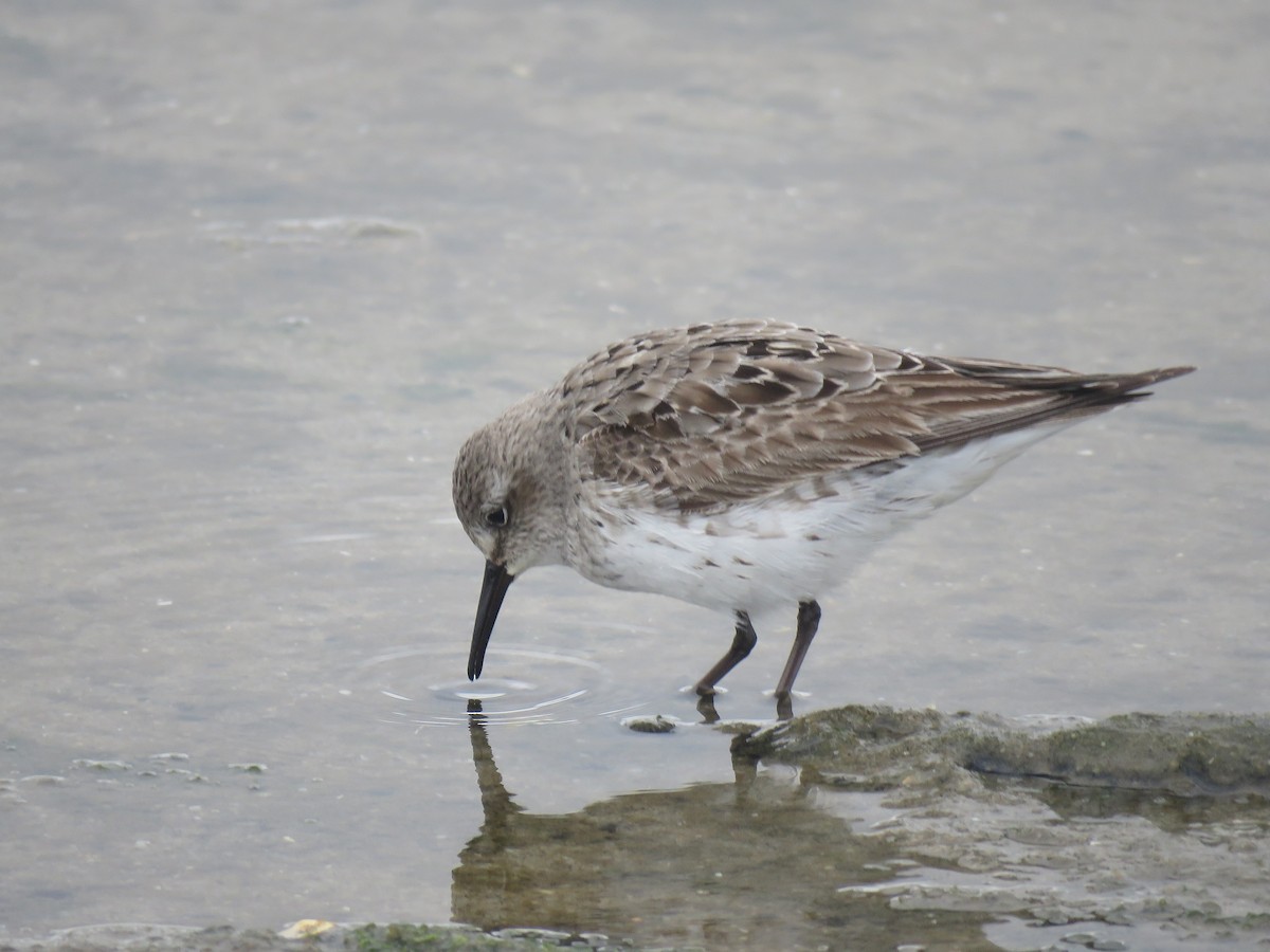 Weißbürzel-Strandläufer - ML69283531
