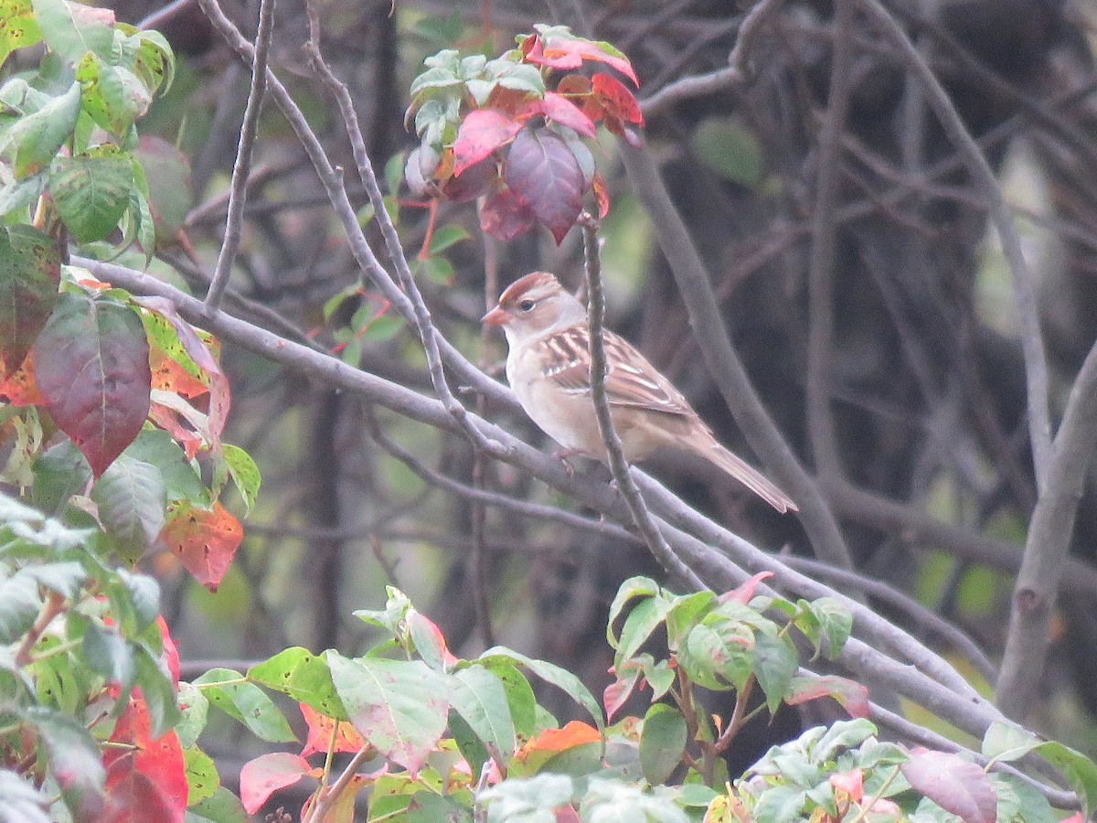 White-crowned Sparrow - ML69283571