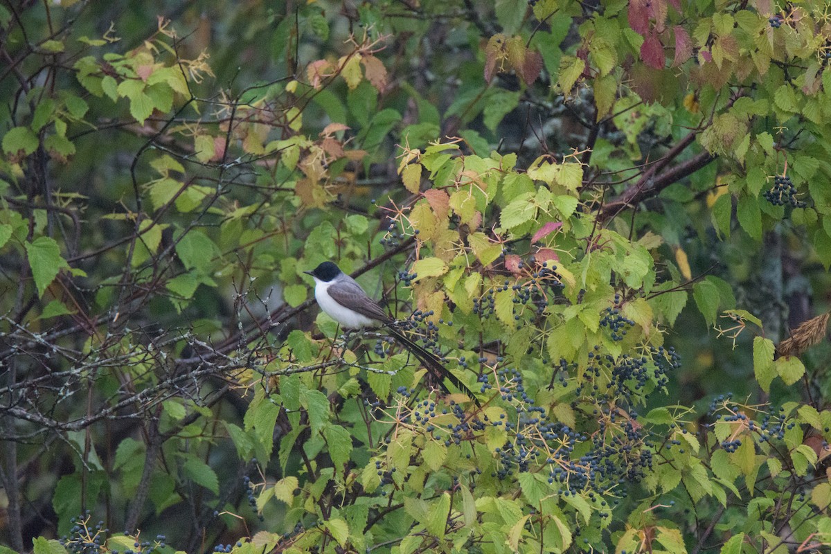 Fork-tailed Flycatcher - ML69284821