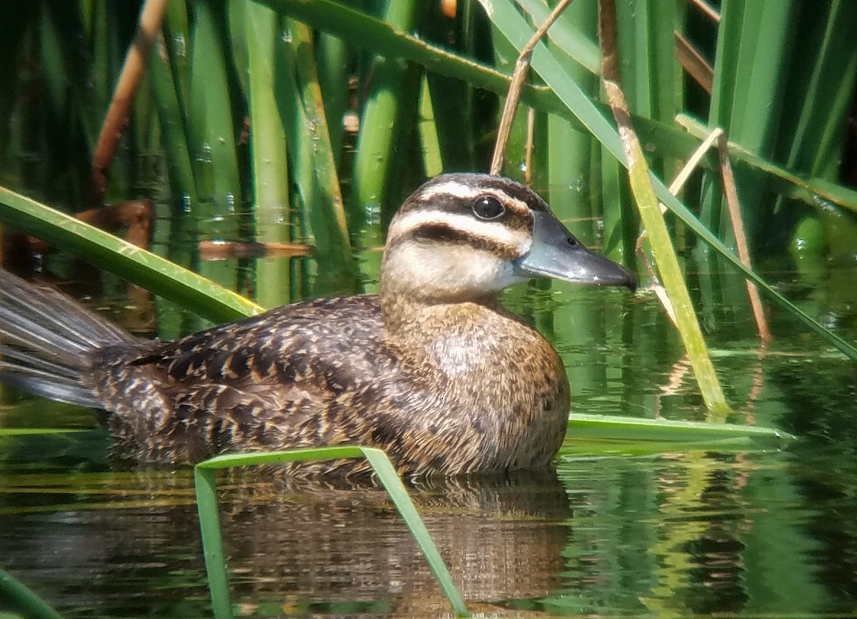 Masked Duck - ML69286111