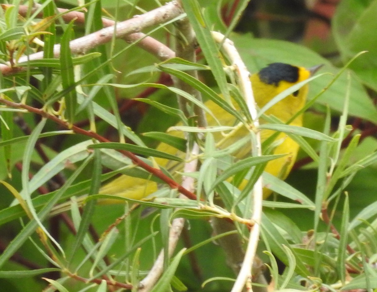 Wilson's Warbler - Shane Sater