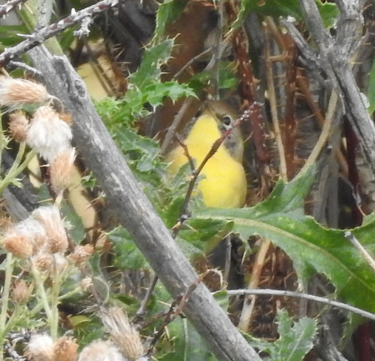 Common Yellowthroat - Shane Sater