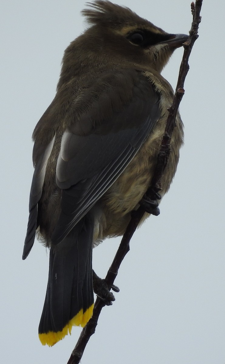 Cedar Waxwing - Shane Sater