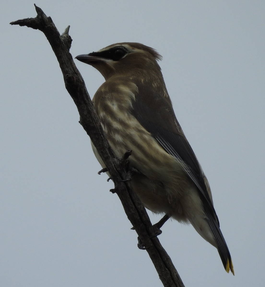 Cedar Waxwing - Shane Sater