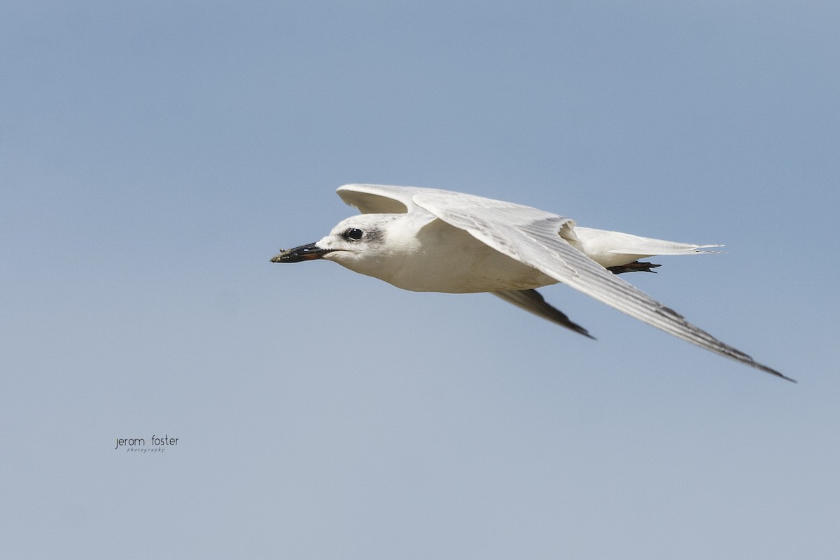 Gull-billed Tern - ML69288561