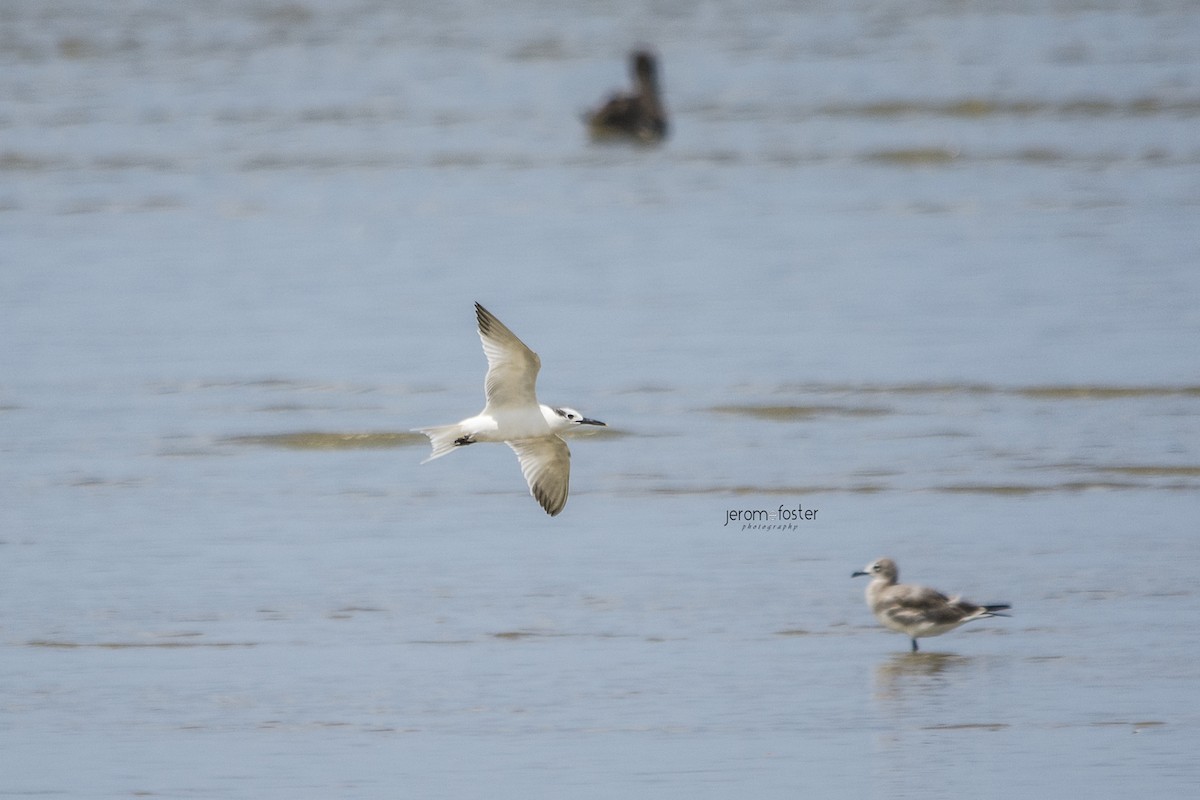 Sandwich Tern - ML69288641