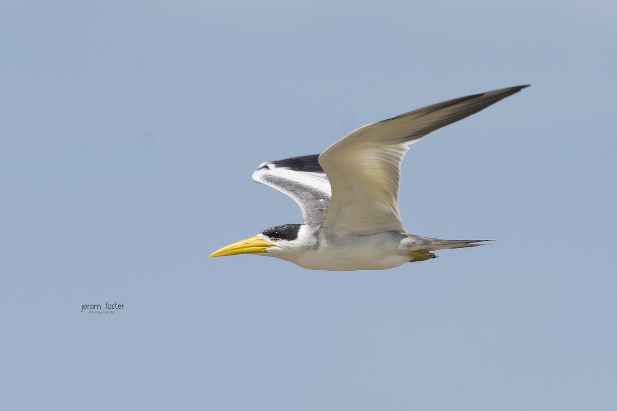 Large-billed Tern - ML69288901