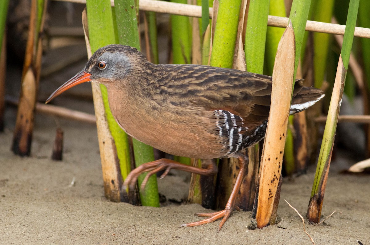 Virginia Rail (Virginia) - Paul Fenwick