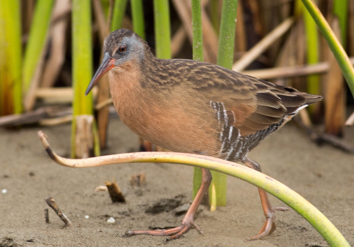 Virginia Rail (Virginia) - ML69289521