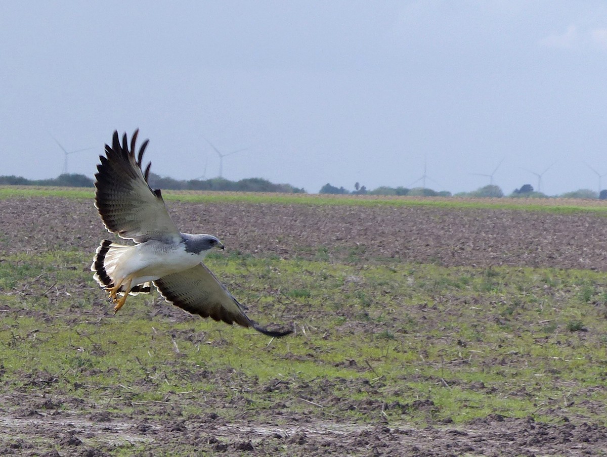 White-tailed Hawk - Carolyn Wilcox