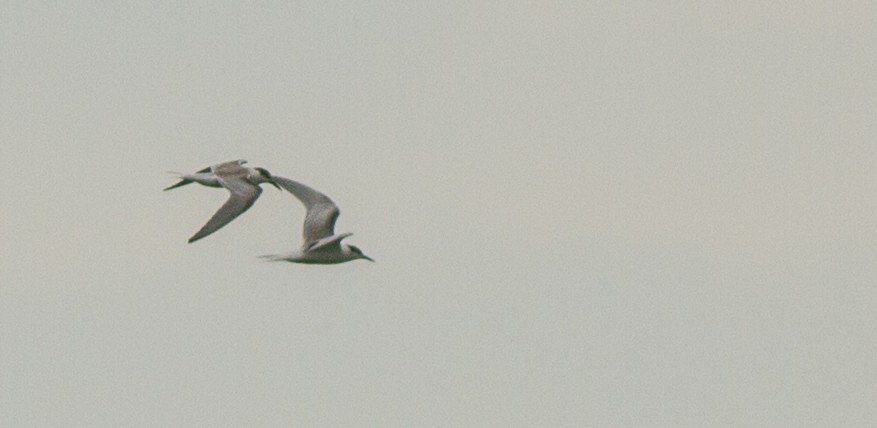 Common Tern - ML69291171