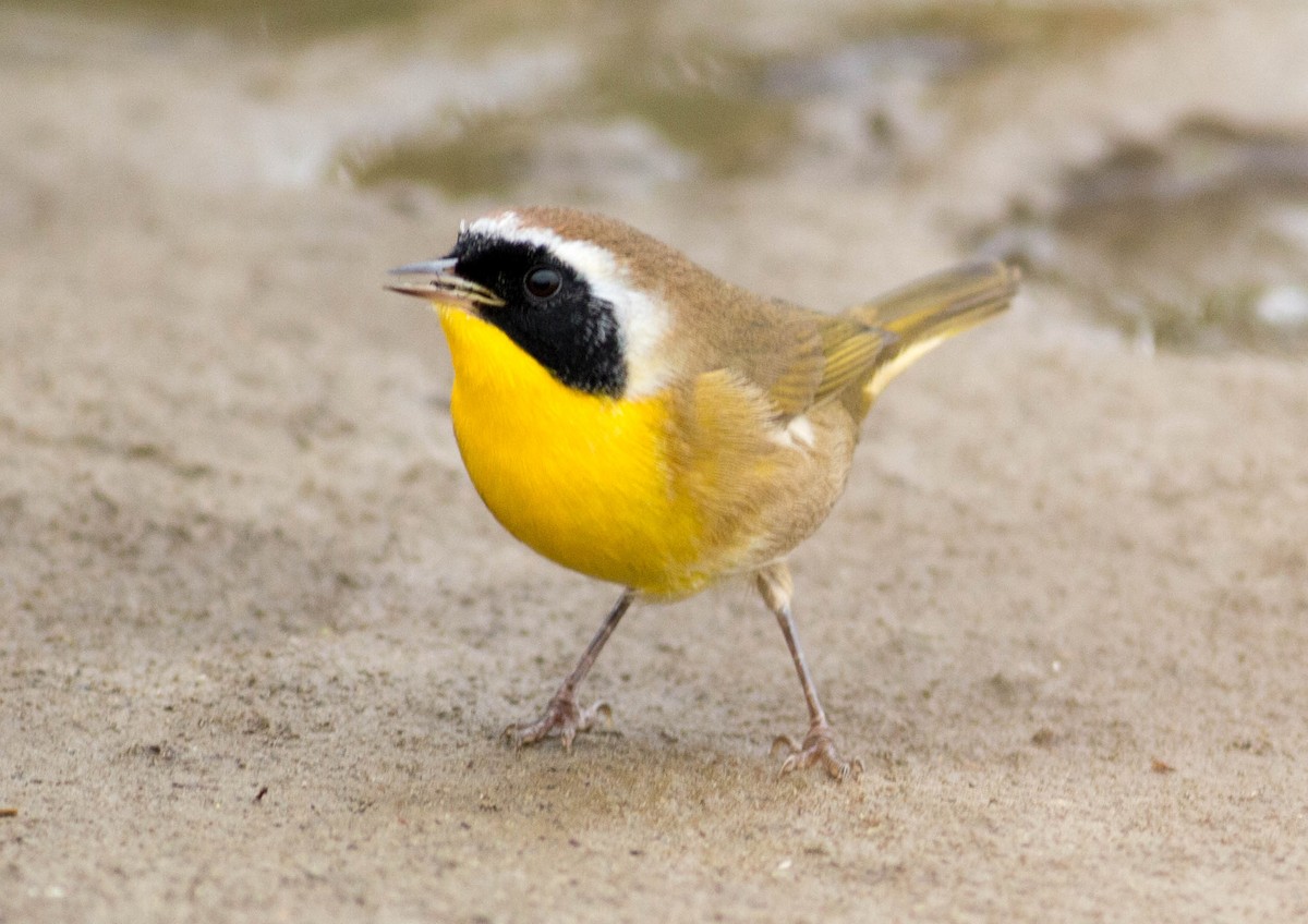 Common Yellowthroat - ML69292151