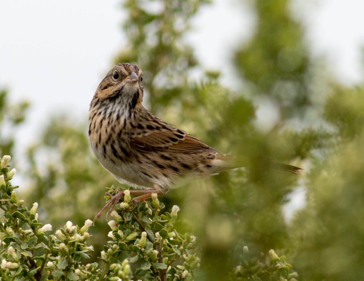 new world sparrow sp. - ML69292701