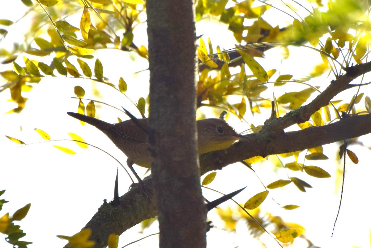 Northern House Wren - ML69294261