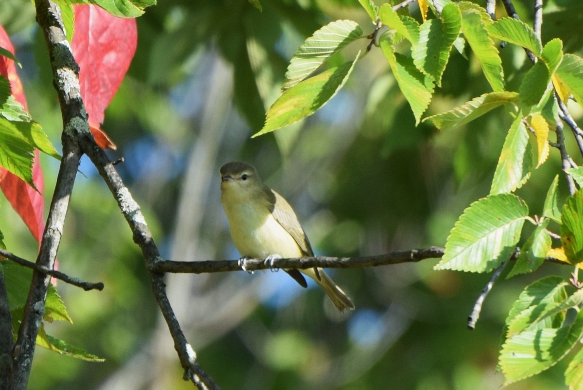 Philadelphia Vireo - ML69294271