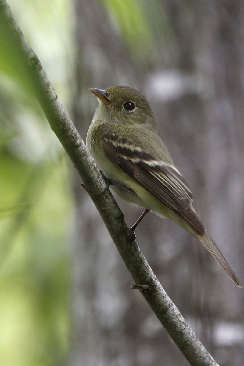 Acadian Flycatcher - ML69294951