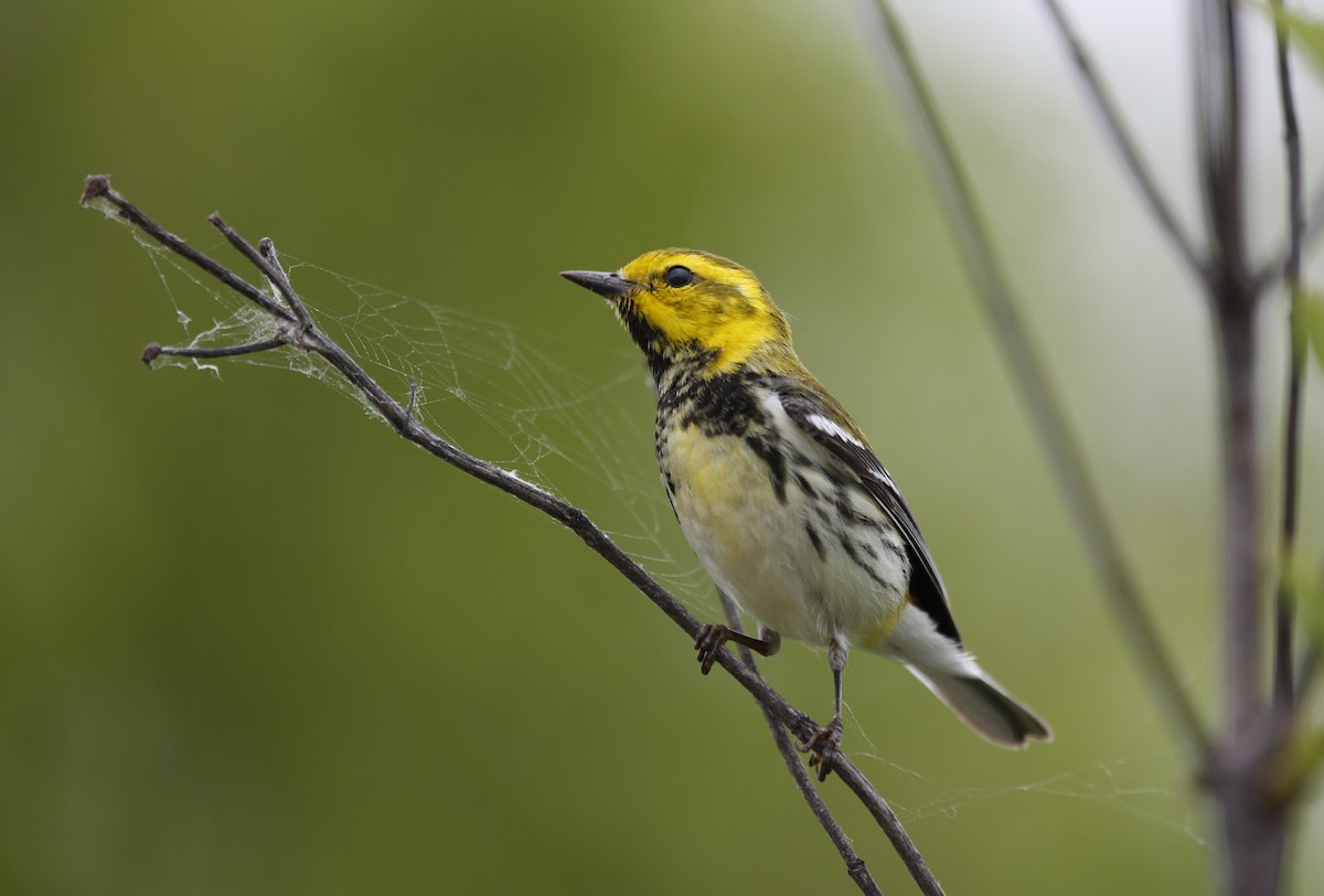 Black-throated Green Warbler - ML69295241