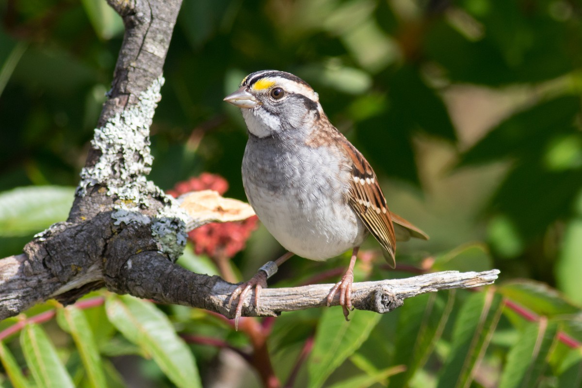 White-throated Sparrow - Kris Perlberg
