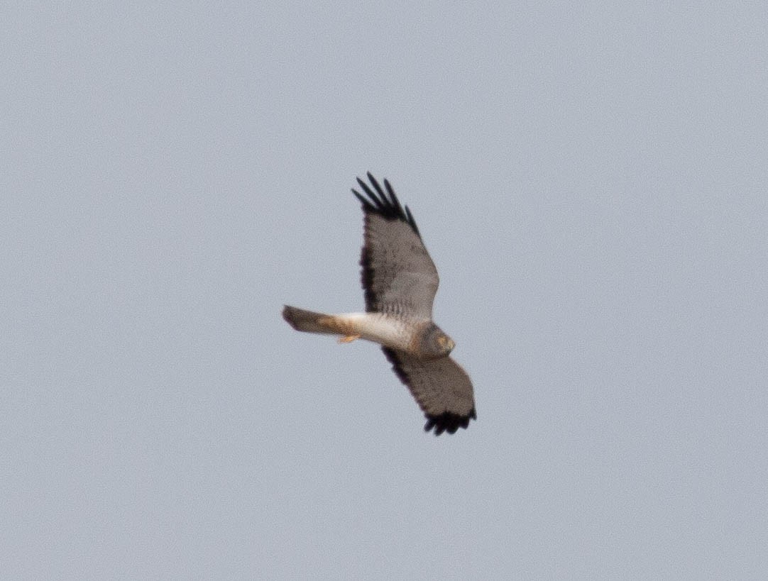 Northern Harrier - ML69295471