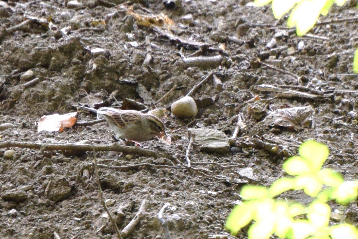 Chipping Sparrow - irina shulgina