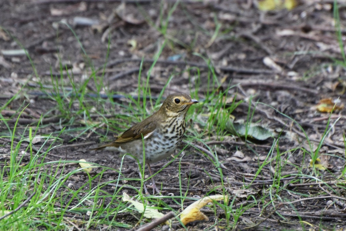 Swainson's Thrush - ML69295671