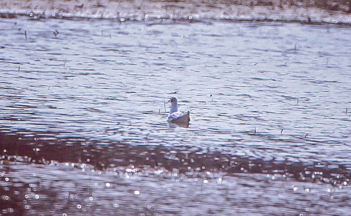 Black-headed Gull - ML69295761