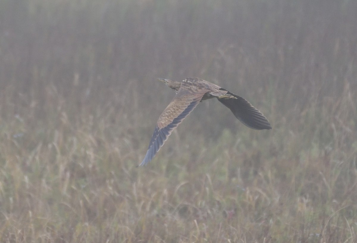 American Bittern - ML69296041