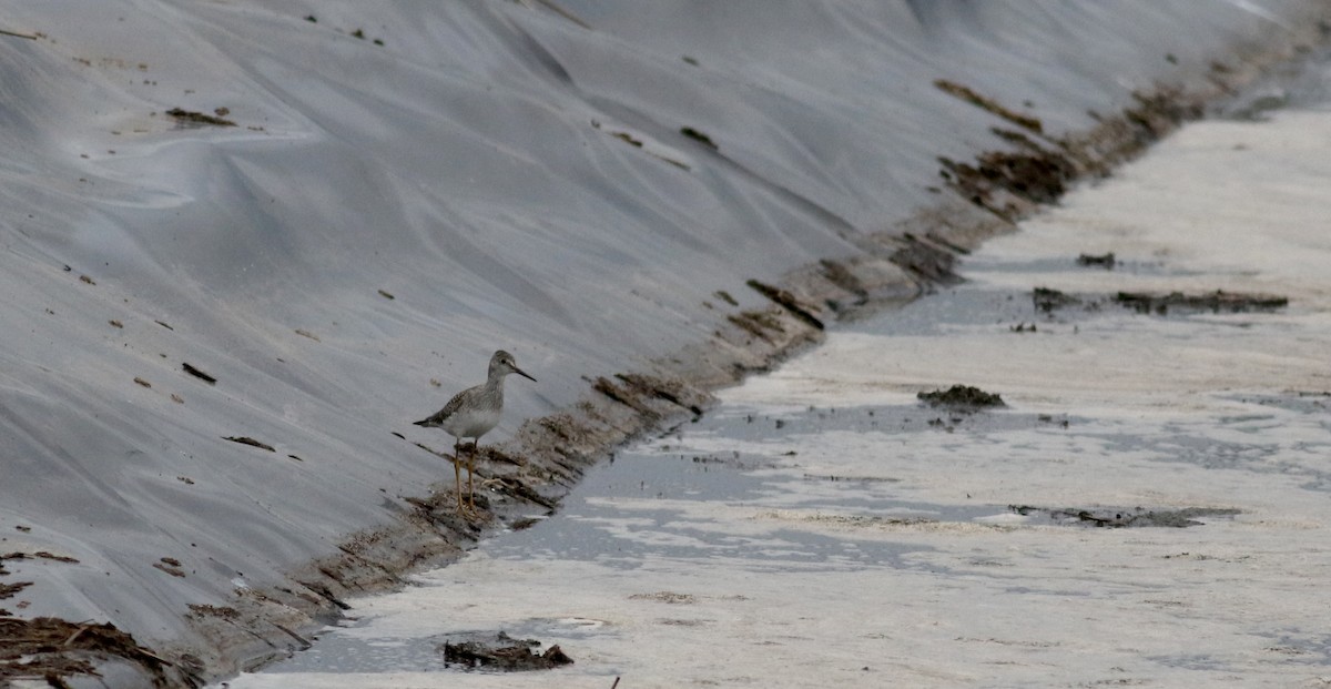 Lesser Yellowlegs - ML69297451