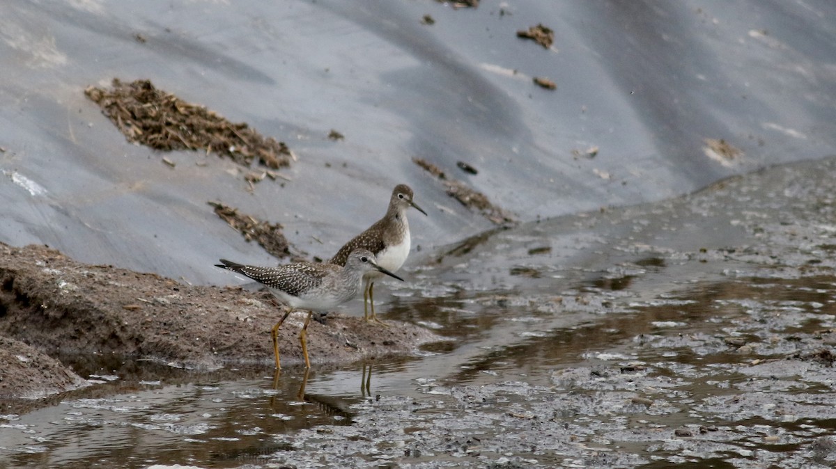 Lesser Yellowlegs - ML69297721