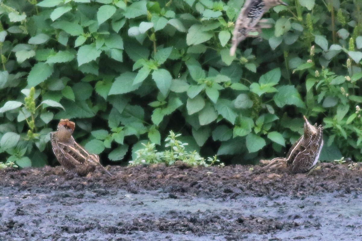 Wilson's Snipe - ML69299081