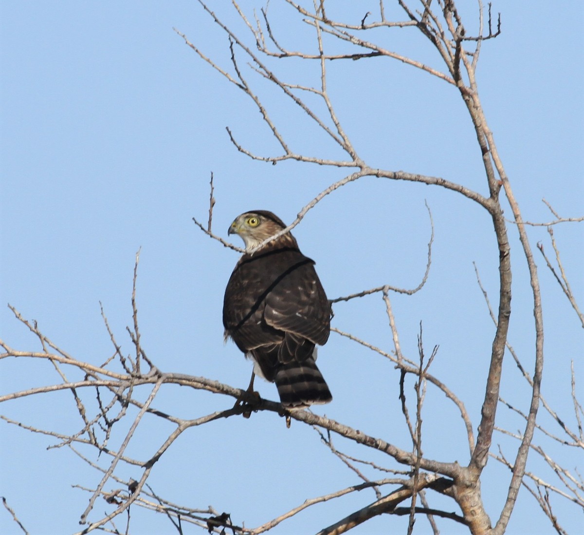 Sharp-shinned Hawk - ML69299421