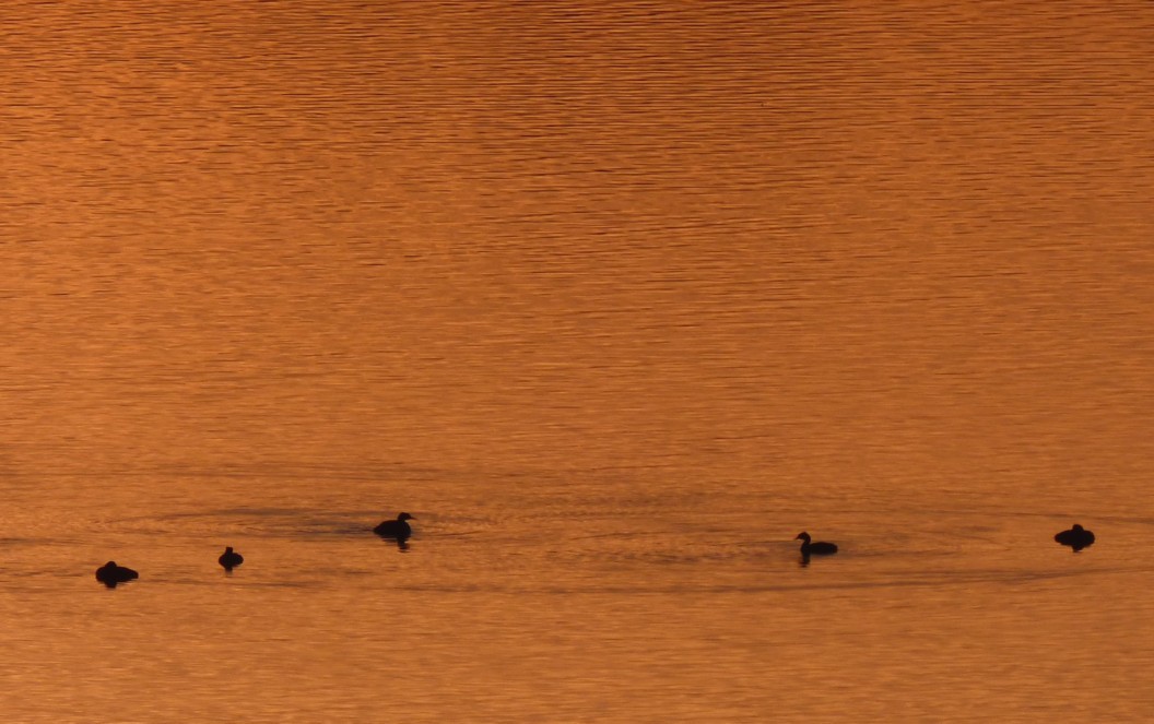 Red-necked Grebe - ML69299831