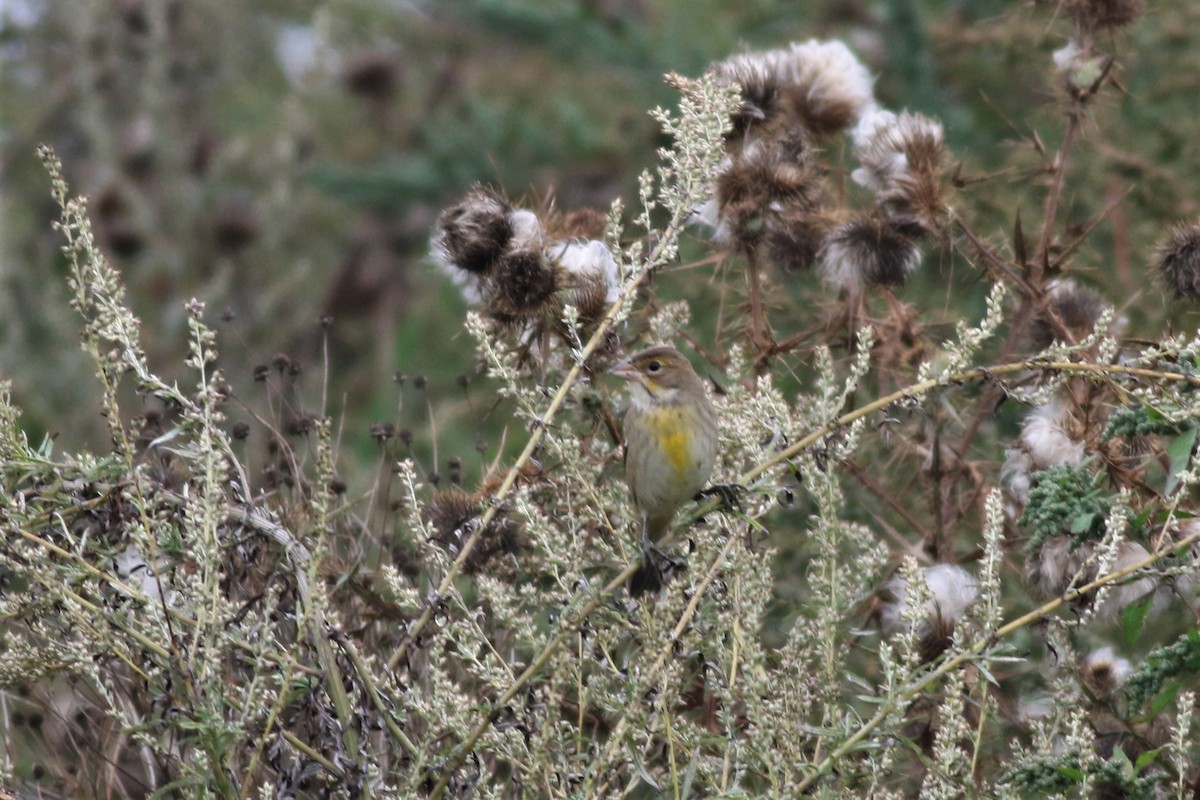 Dickcissel - ML69300471