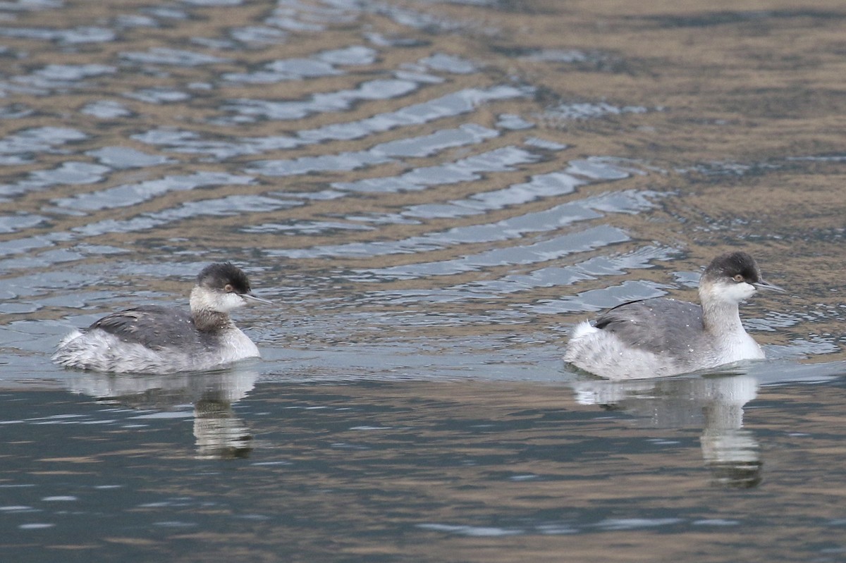 Eared Grebe - ML69300541