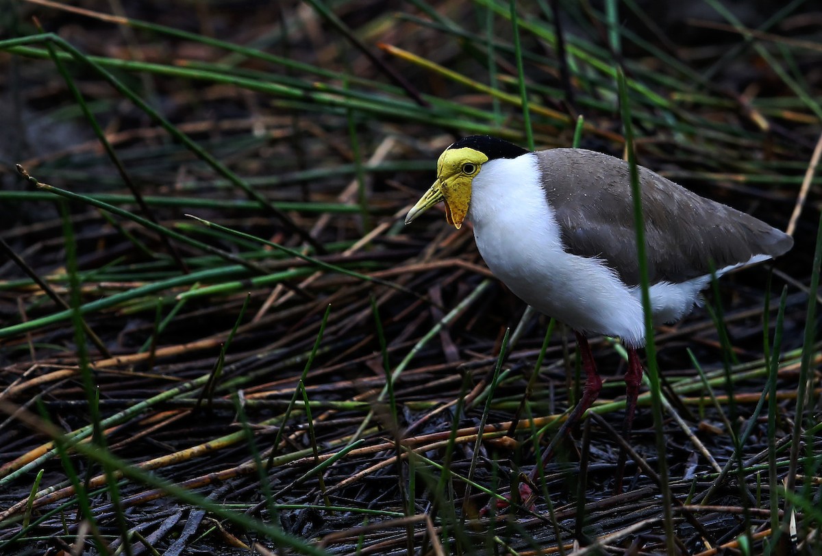 Masked Lapwing - ML69300931