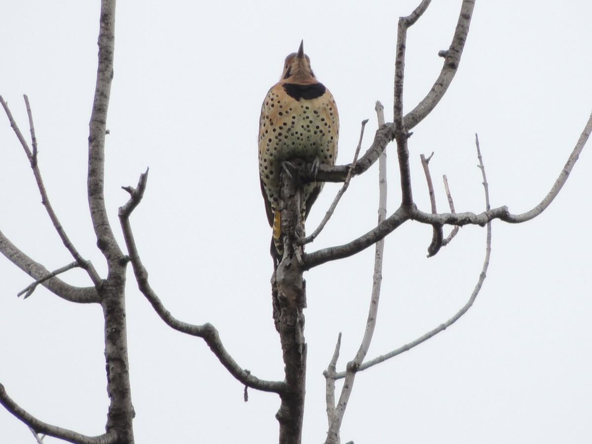 Northern Flicker (Yellow-shafted) - ML69301231