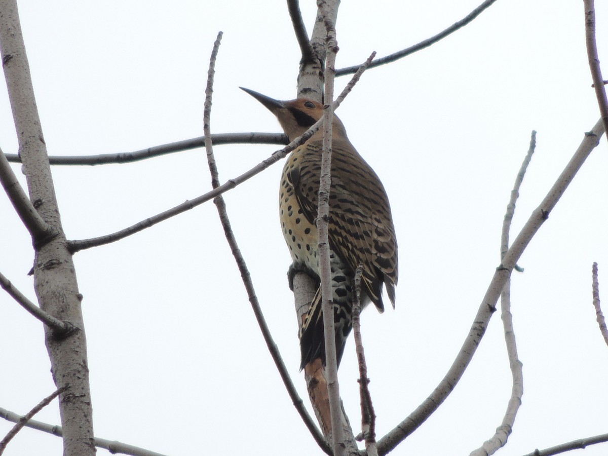 Northern Flicker (Yellow-shafted) - ML69301241
