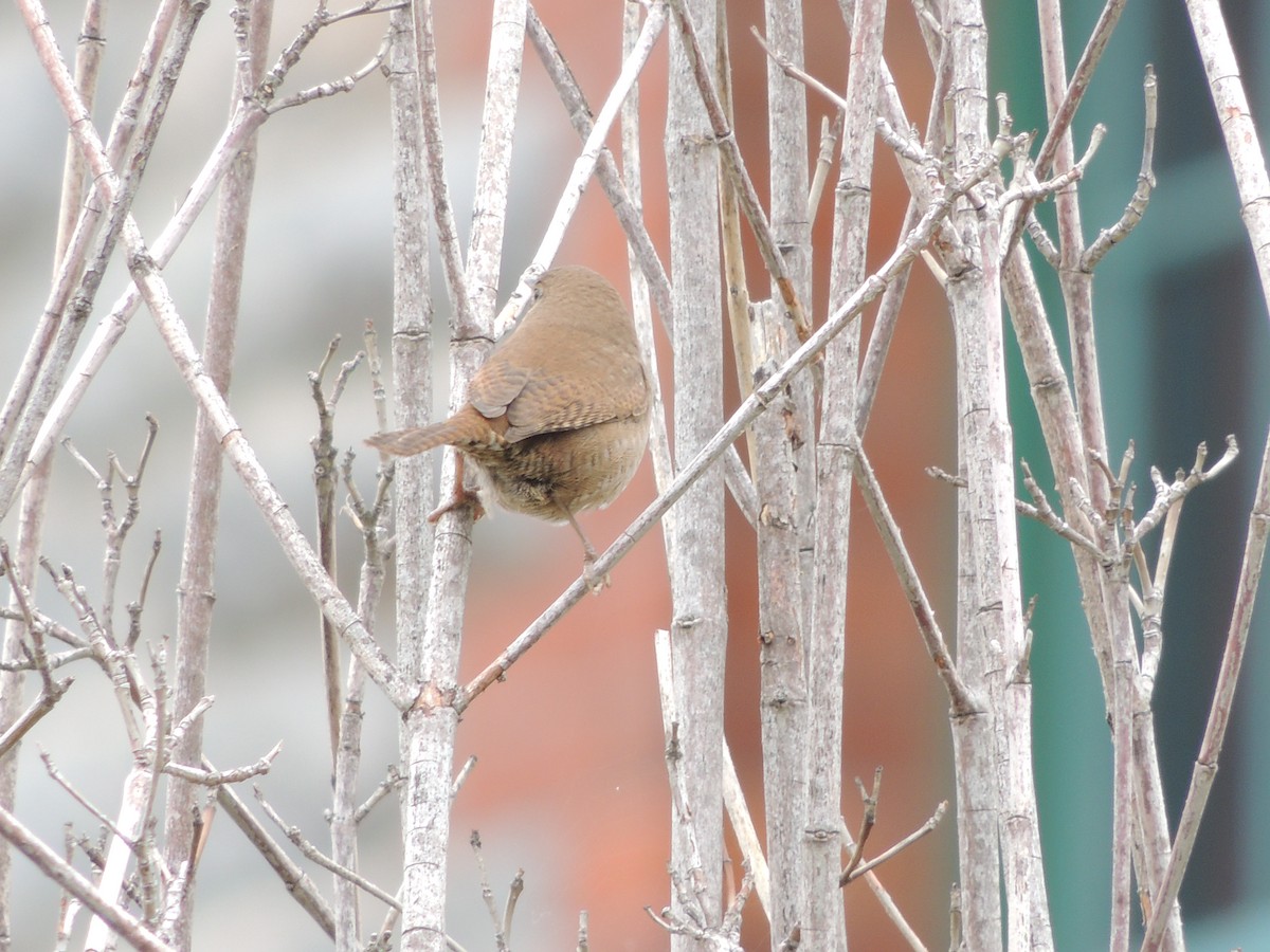 Northern House Wren - ML69301351