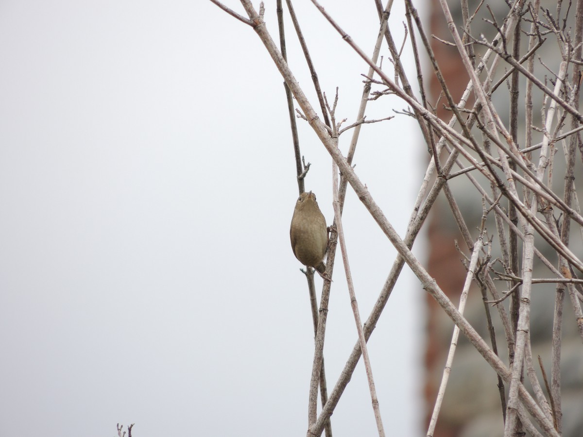 Northern House Wren - ML69301361