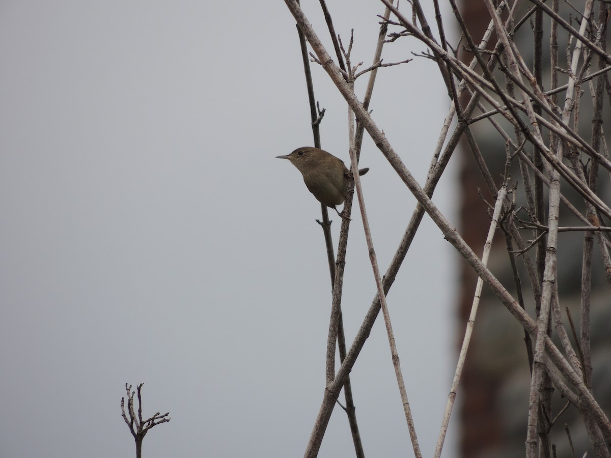 Northern House Wren - ML69301371