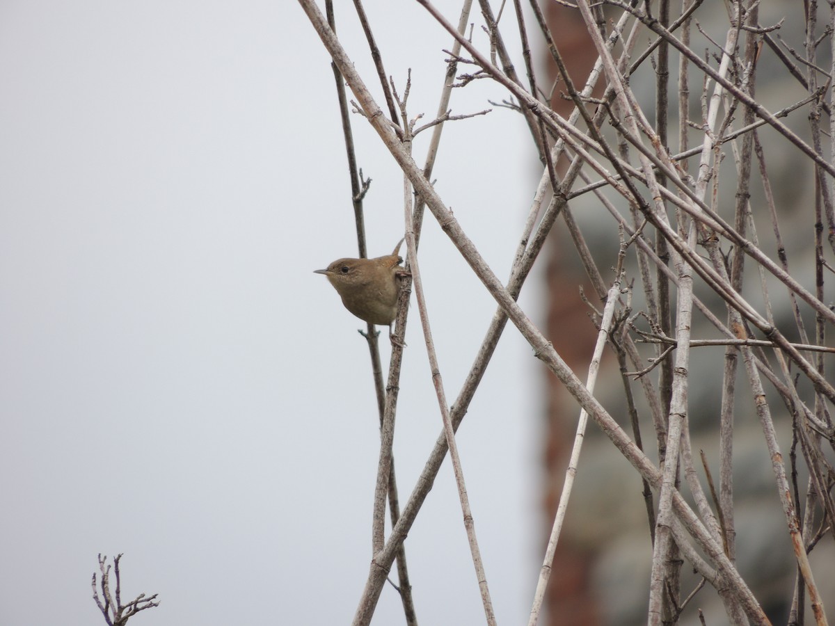 Northern House Wren - ML69301381